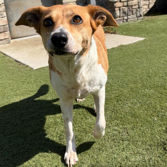 Gooch, a ADOPTABLE mixed breed in Brooklyn, NY image 3/3
