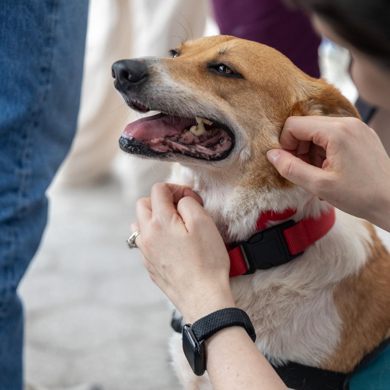 Enlarge Gooch, a ADOPTABLE mixed breed in Brooklyn, NY image 4/6