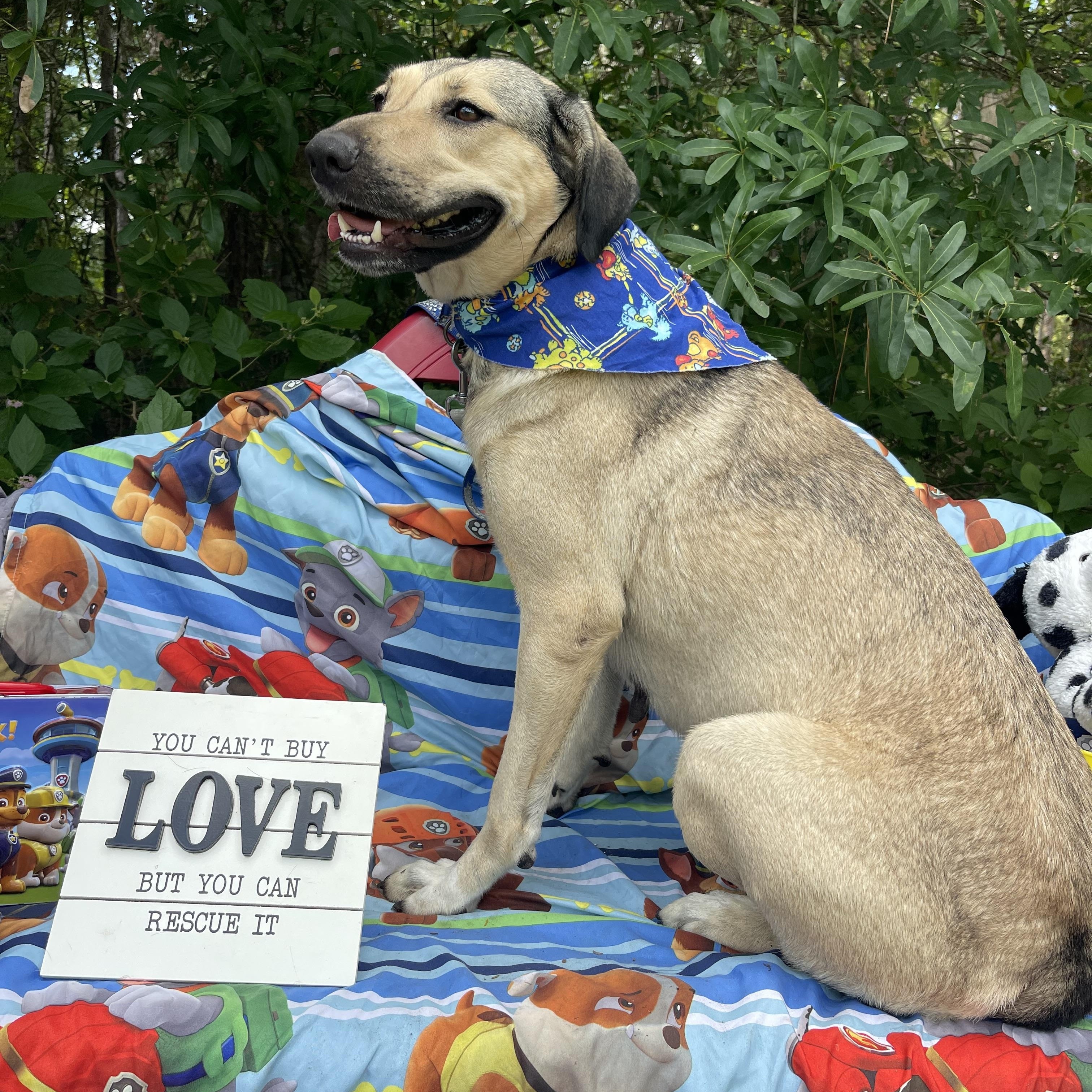 Enlarge Calliope, a ADOPTABLE mixed breed in Sebring, FL image 2/4