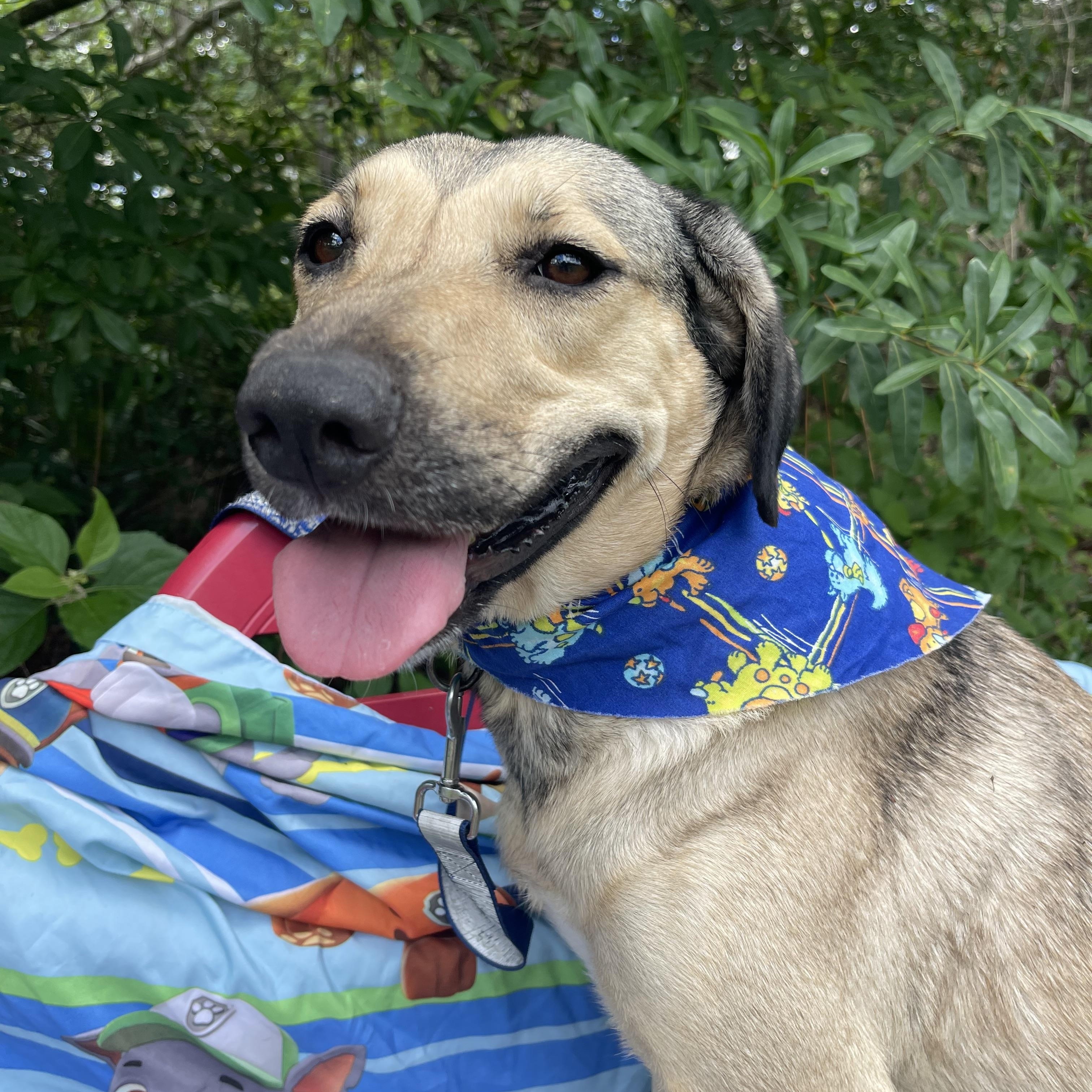 Enlarge Calliope, a ADOPTABLE mixed breed in Sebring, FL image 3/4