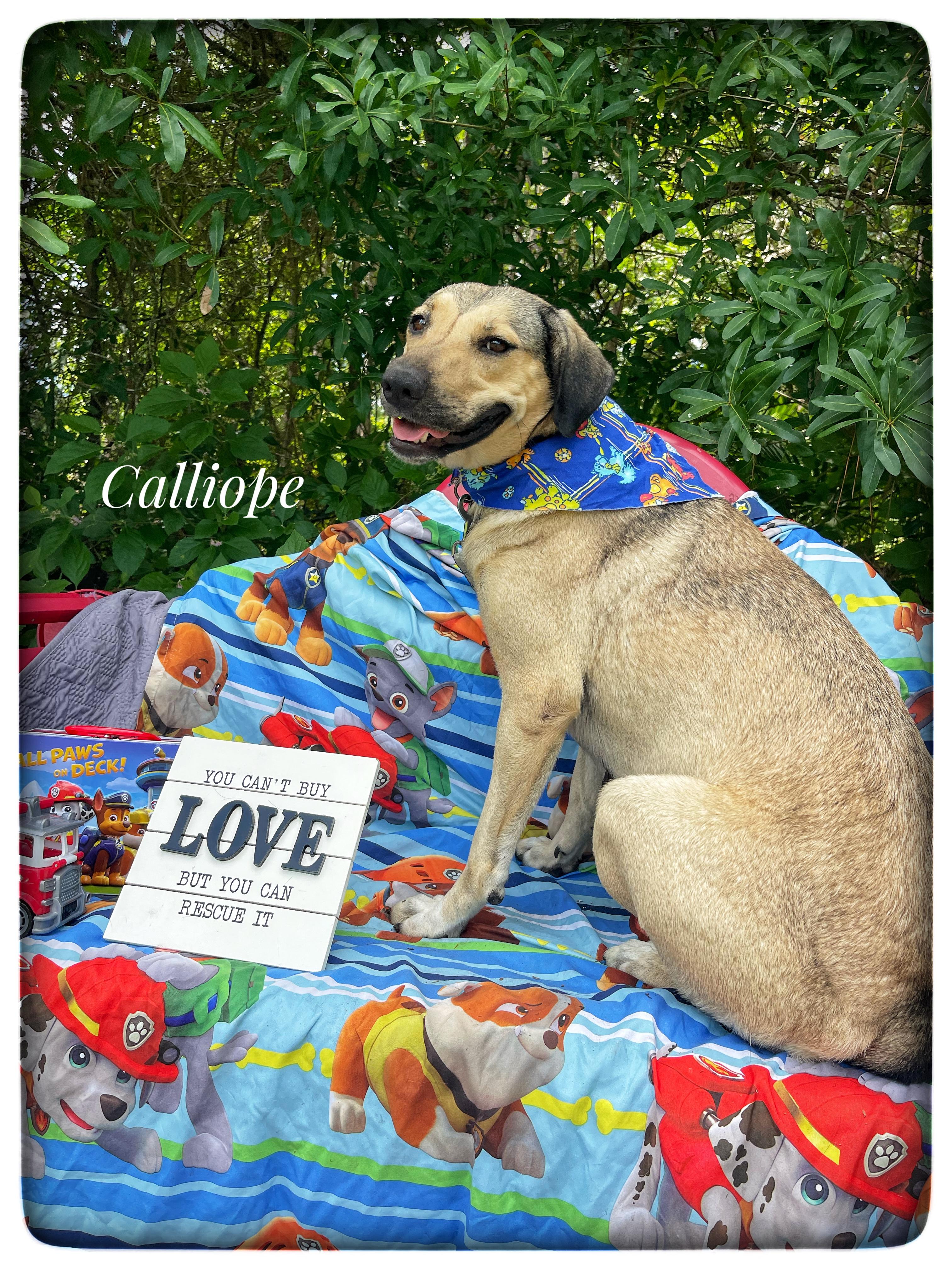 Enlarge Calliope, a ADOPTABLE mixed breed in Sebring, FL image 1/4