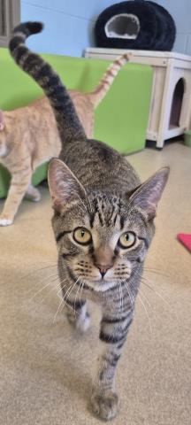 PHARAOH, Adoptable, Young Male Domestic Short Hair.