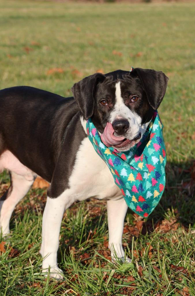 Fischer, a Adoptable mixed breed in Columbia, TN image 2/5