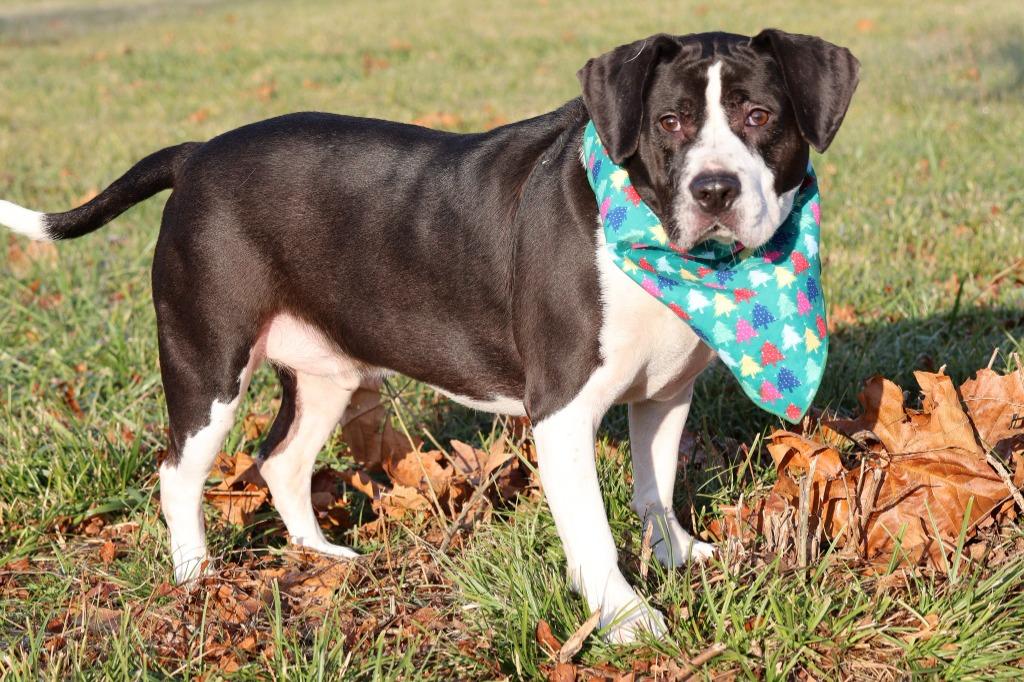 Fischer, a Adoptable mixed breed in Columbia, TN image 3/5