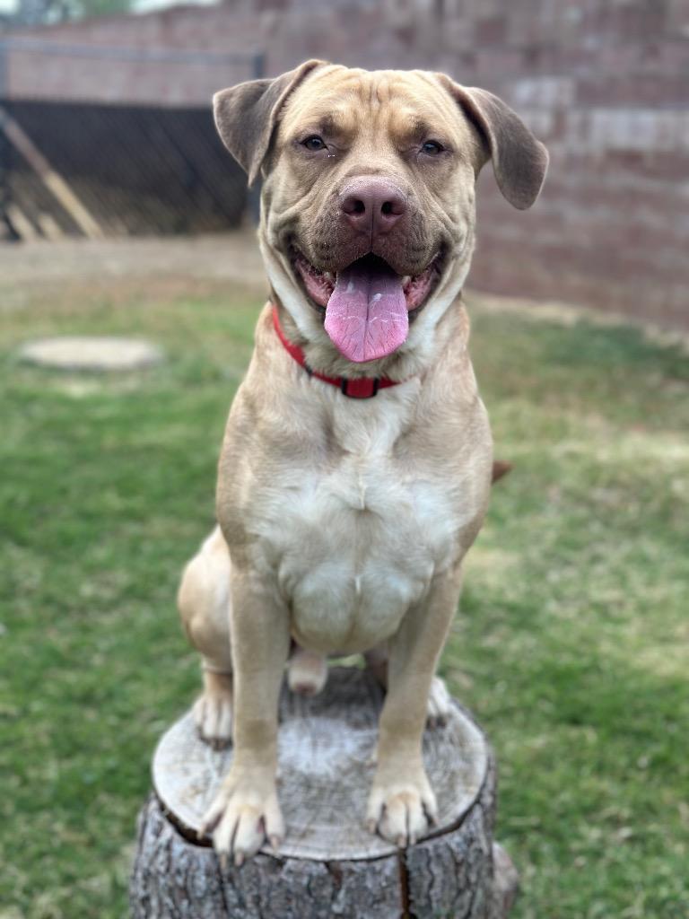 Enlarge Hulk, a Adoptable mixed breed in Chico, CA image 1/3