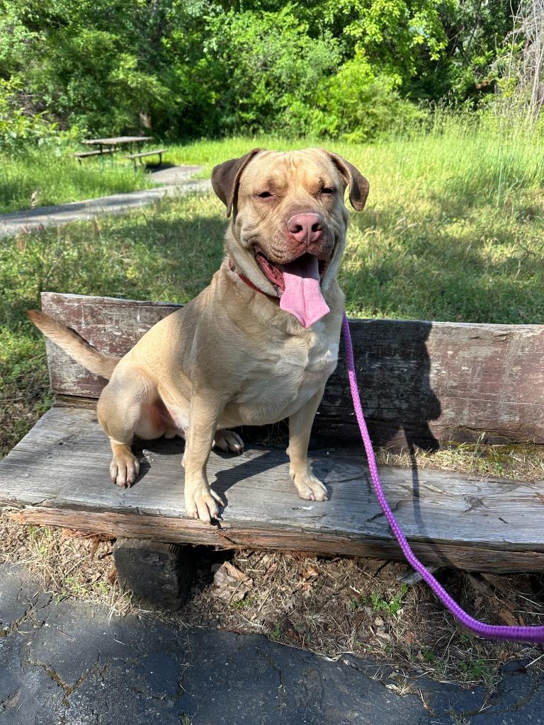 Hulk, a Adoptable mixed breed in Chico, CA image 2/4
