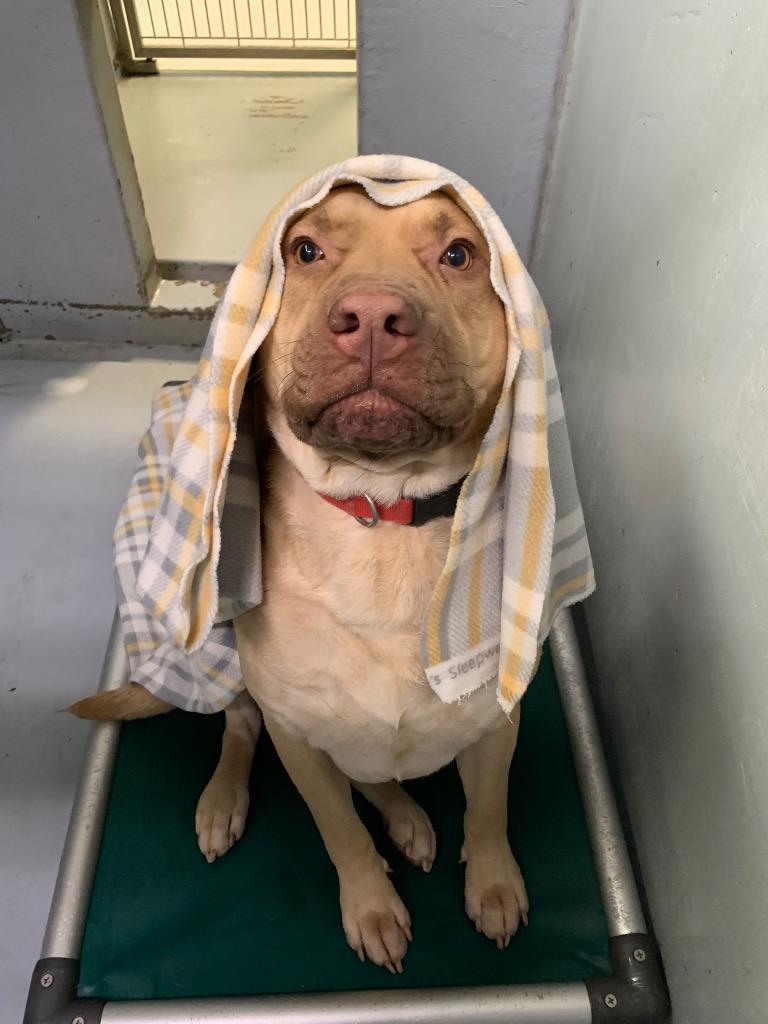 Enlarge Hulk, a Adoptable mixed breed in Chico, CA image 2/3