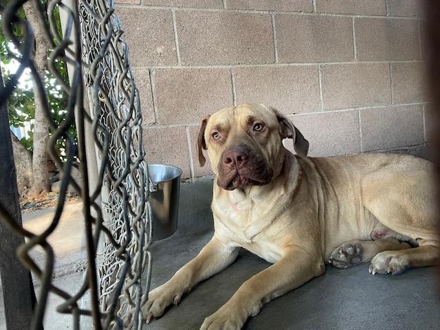 Enlarge Hulk, a Adoptable mixed breed in Chico, CA image 3/3