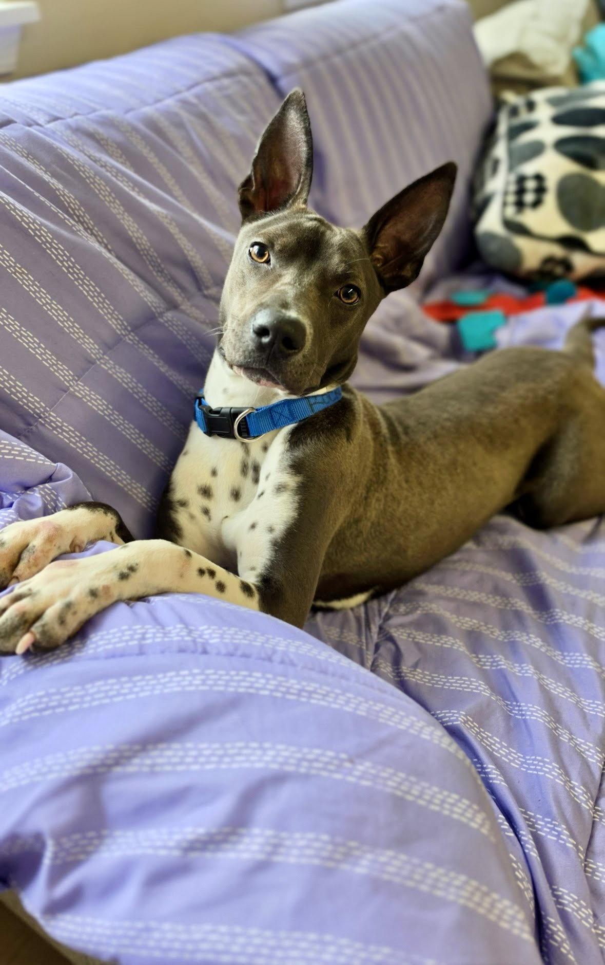 Enlarge Rocko GCH, a Adoptable mixed breed in Rockaway, NJ image 1/3