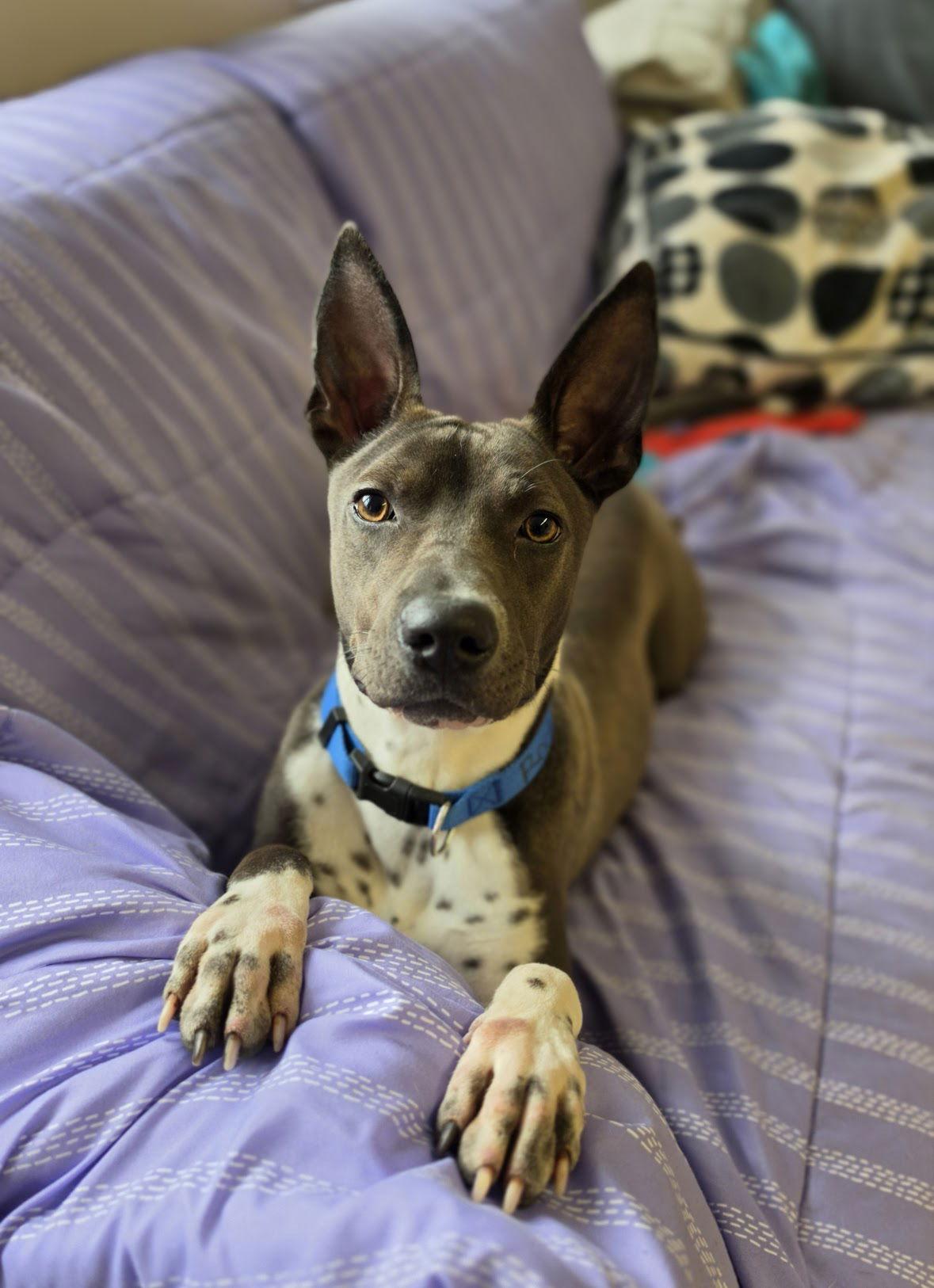Enlarge Rocko GCH, a Adoptable mixed breed in Rockaway, NJ image 2/3