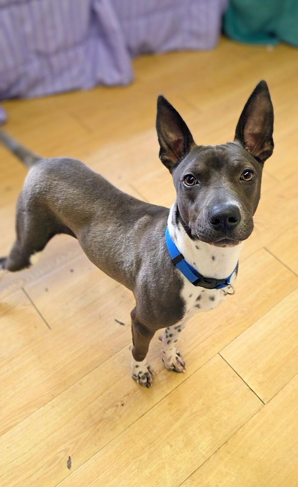 Enlarge Rocko GCH, a Adoptable mixed breed in Rockaway, NJ image 3/3