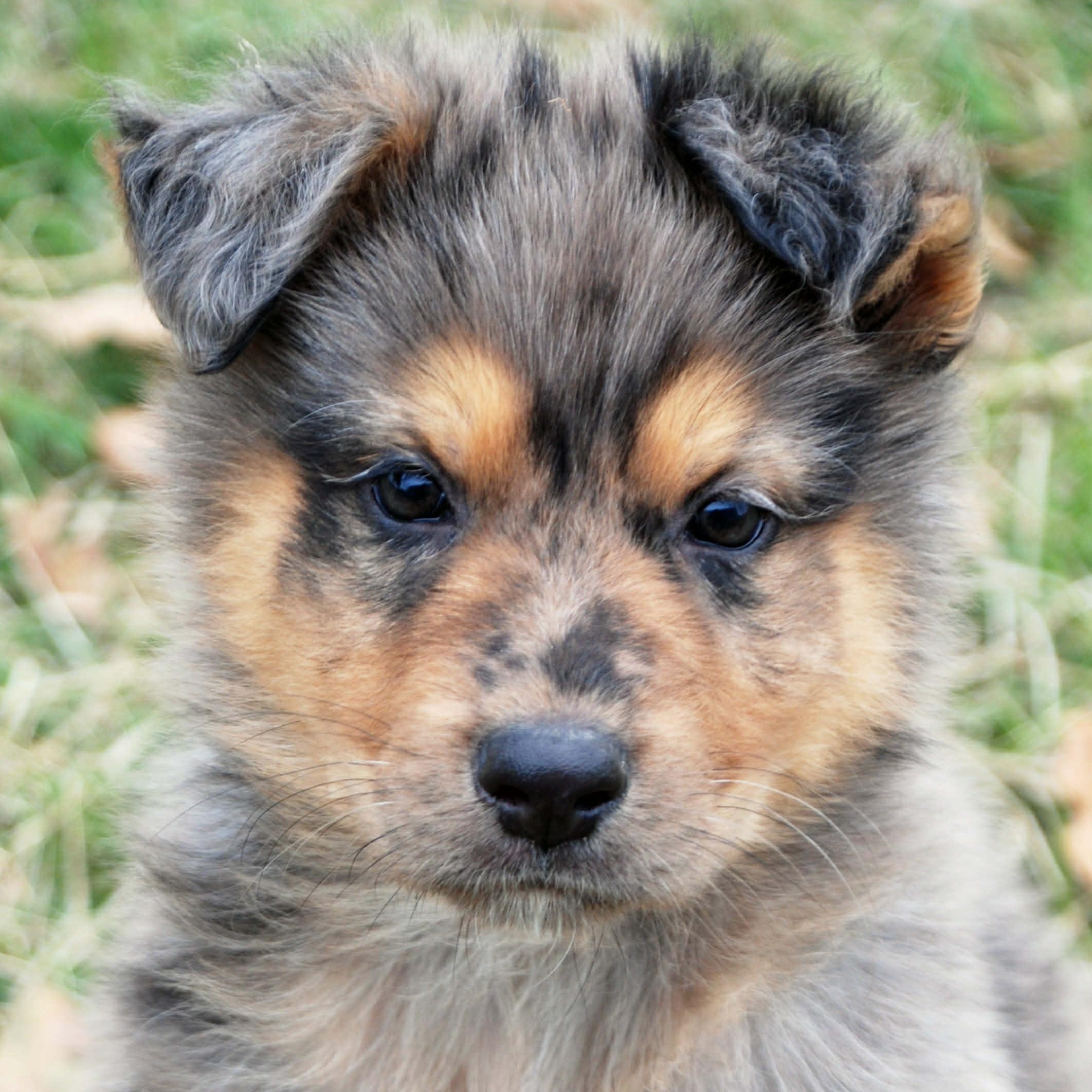 Rawlins, a ADOPTABLE mixed breed in Madisonville, TX image 1/6