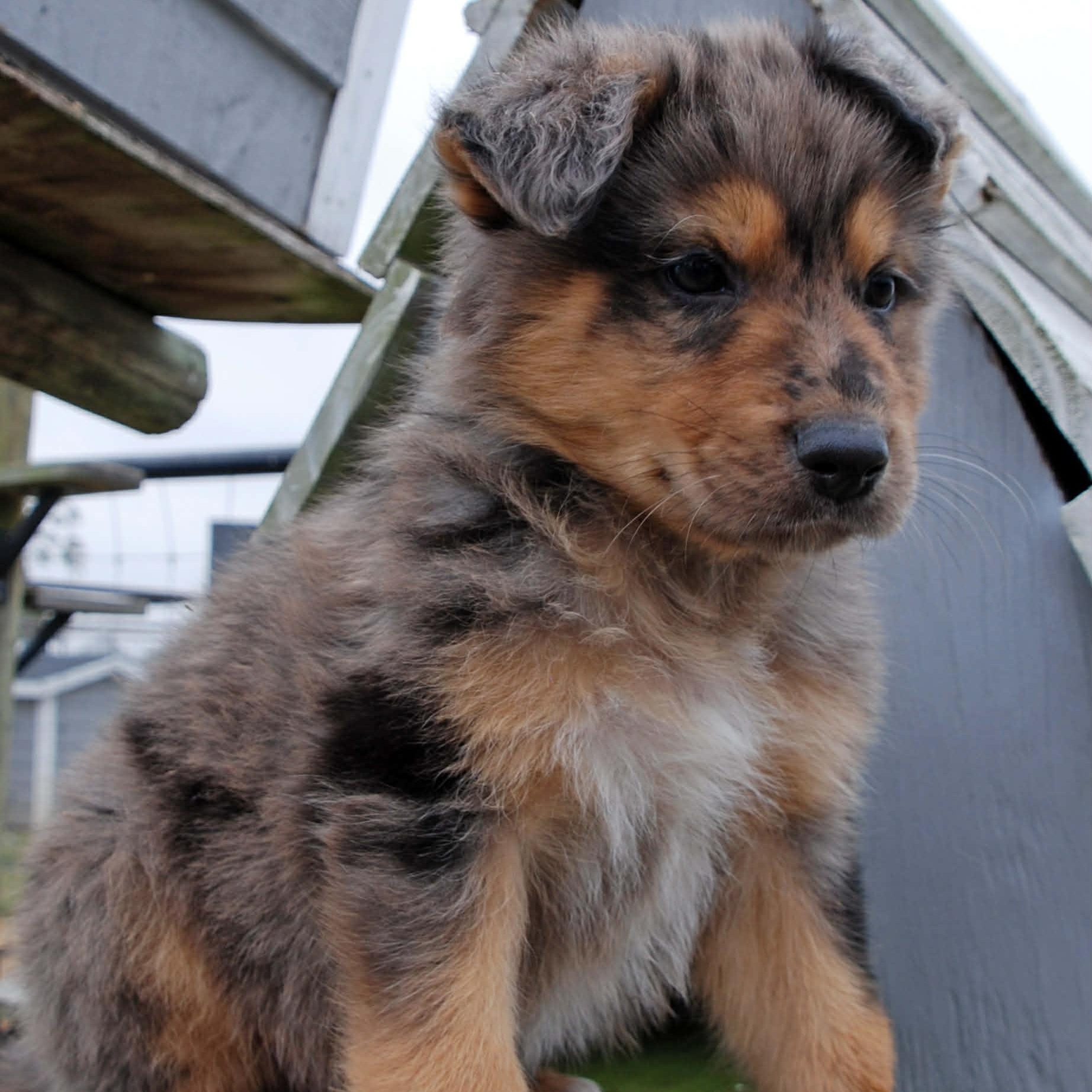 Rawlins, a ADOPTABLE mixed breed in Madisonville, TX image 2/6