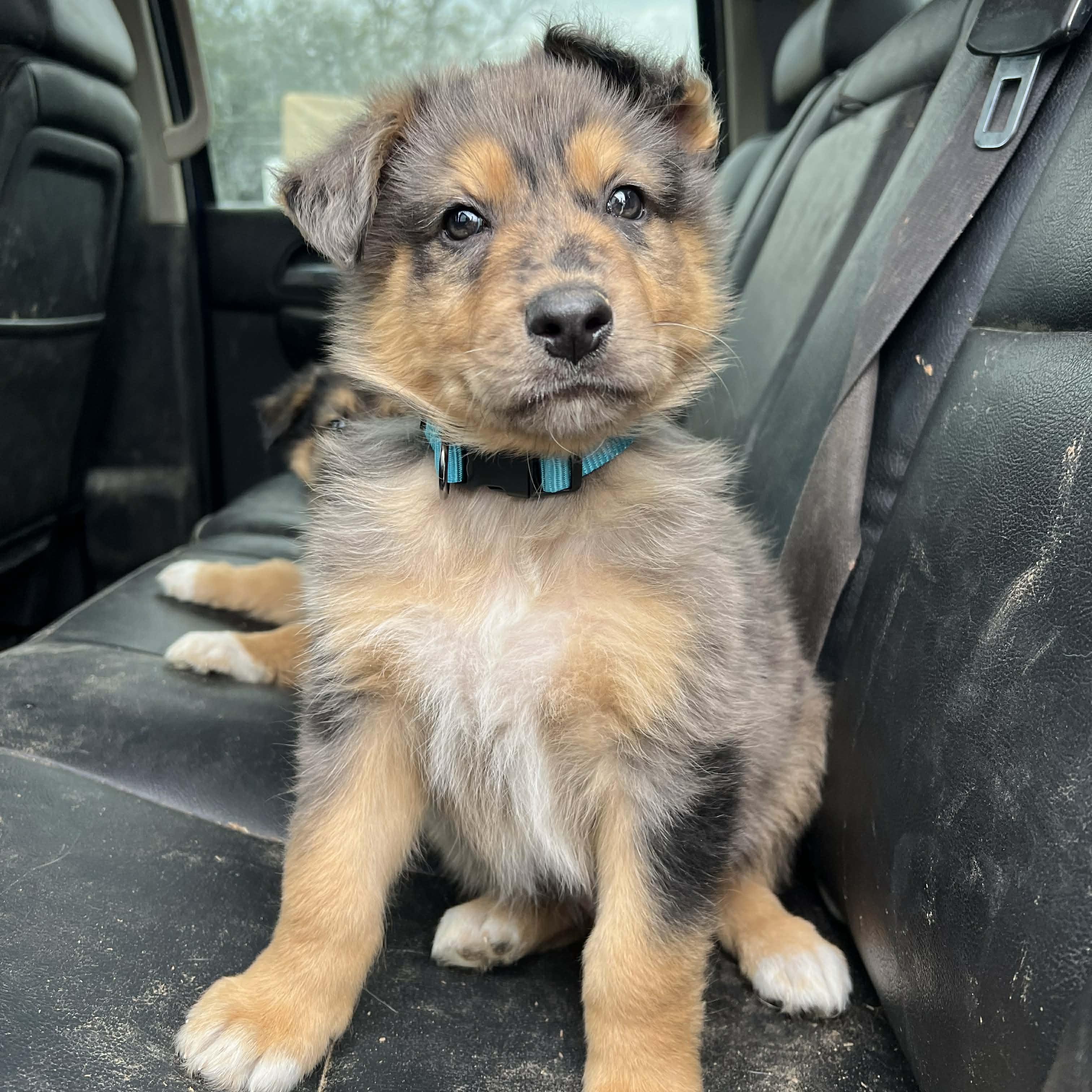 Rawlins, a ADOPTABLE mixed breed in Madisonville, TX image 3/6