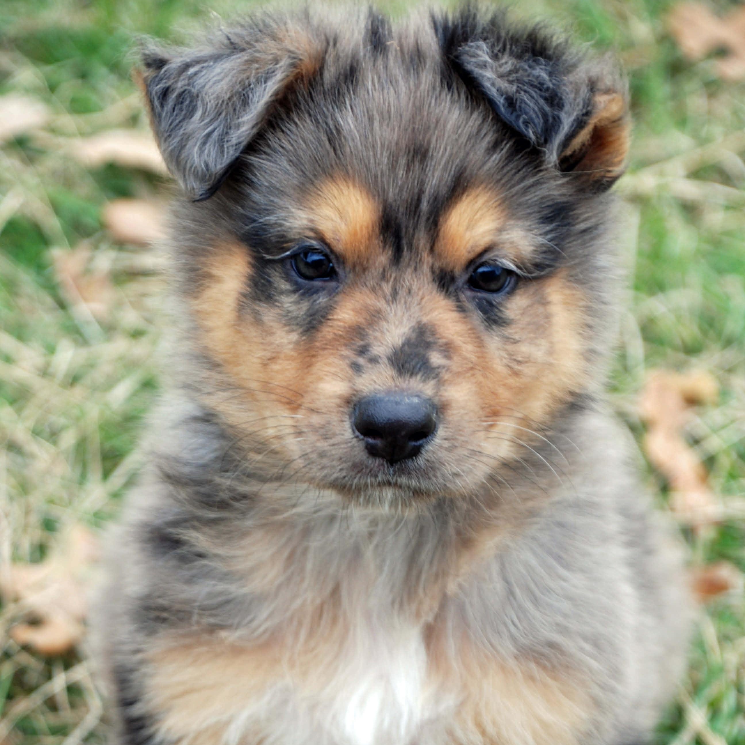 Rawlins, a ADOPTABLE mixed breed in Madisonville, TX image 4/6