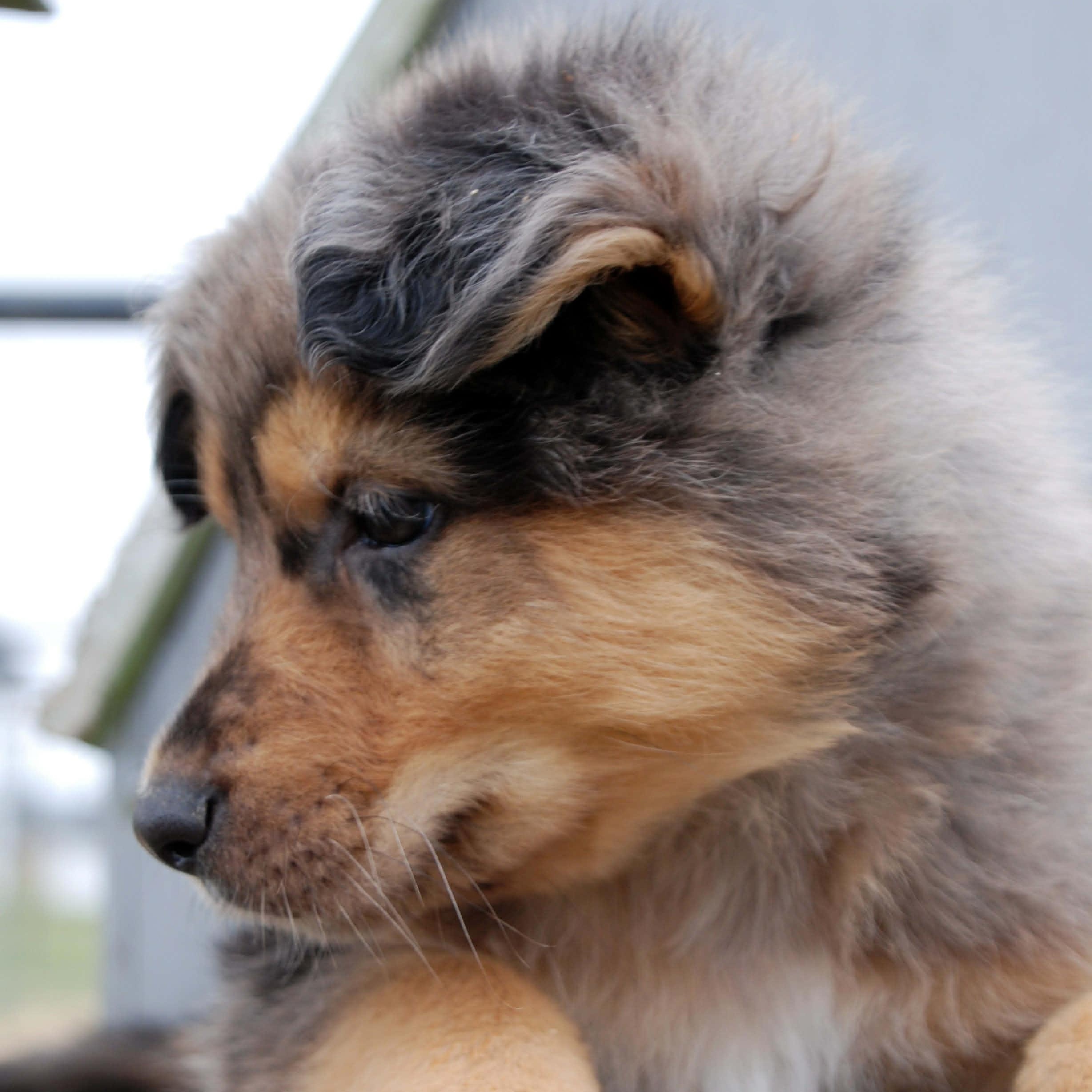 Rawlins, a ADOPTABLE mixed breed in Madisonville, TX image 5/6