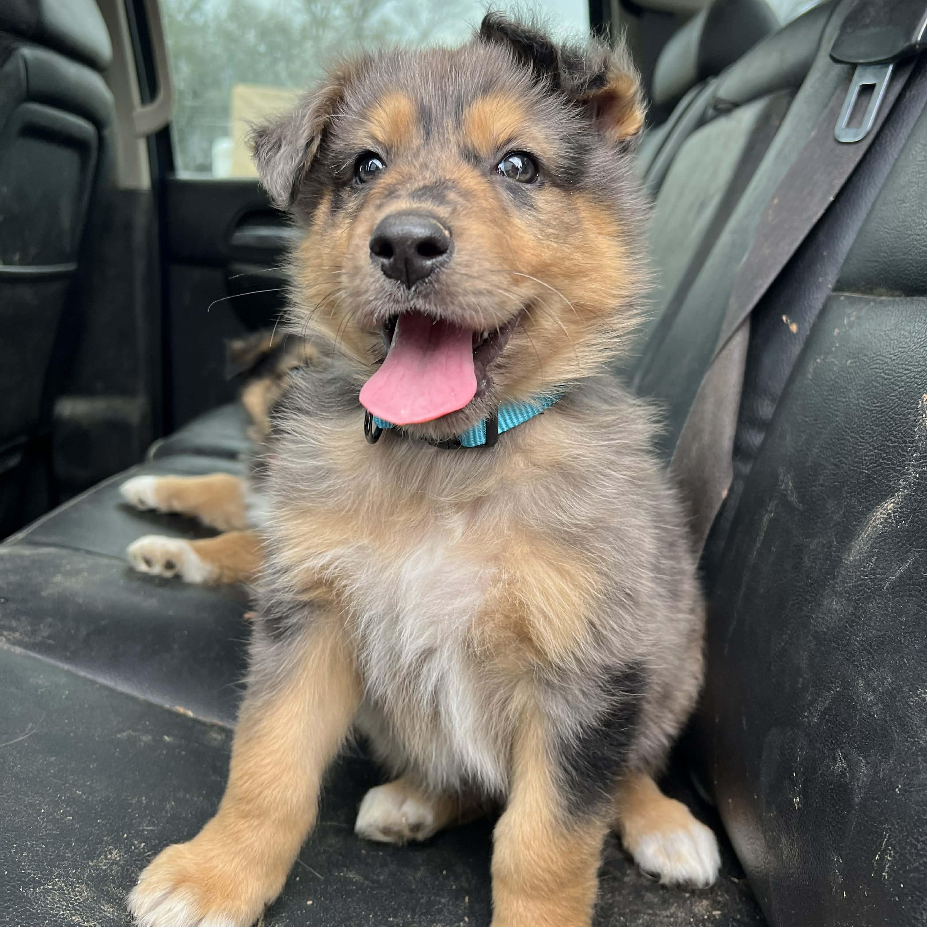 Rawlins, a ADOPTABLE mixed breed in Madisonville, TX image 6/6