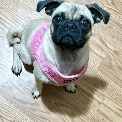 Cinnamon, Adoptable, Young Female Pug & Mixed Breed.