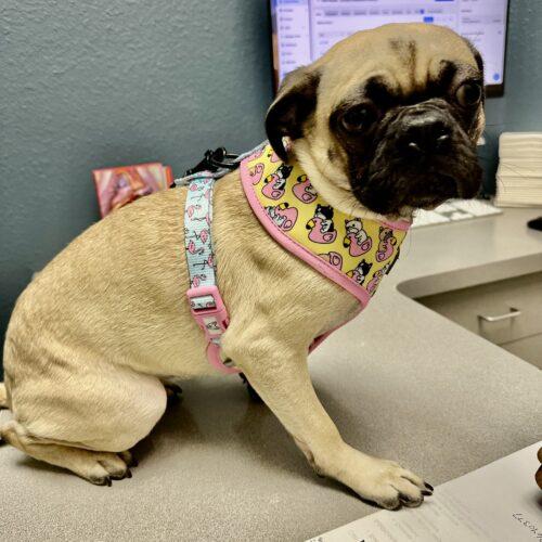 Enlarge Cinnamon, a Adoptable mixed breed in Seattle, WA image 2/3