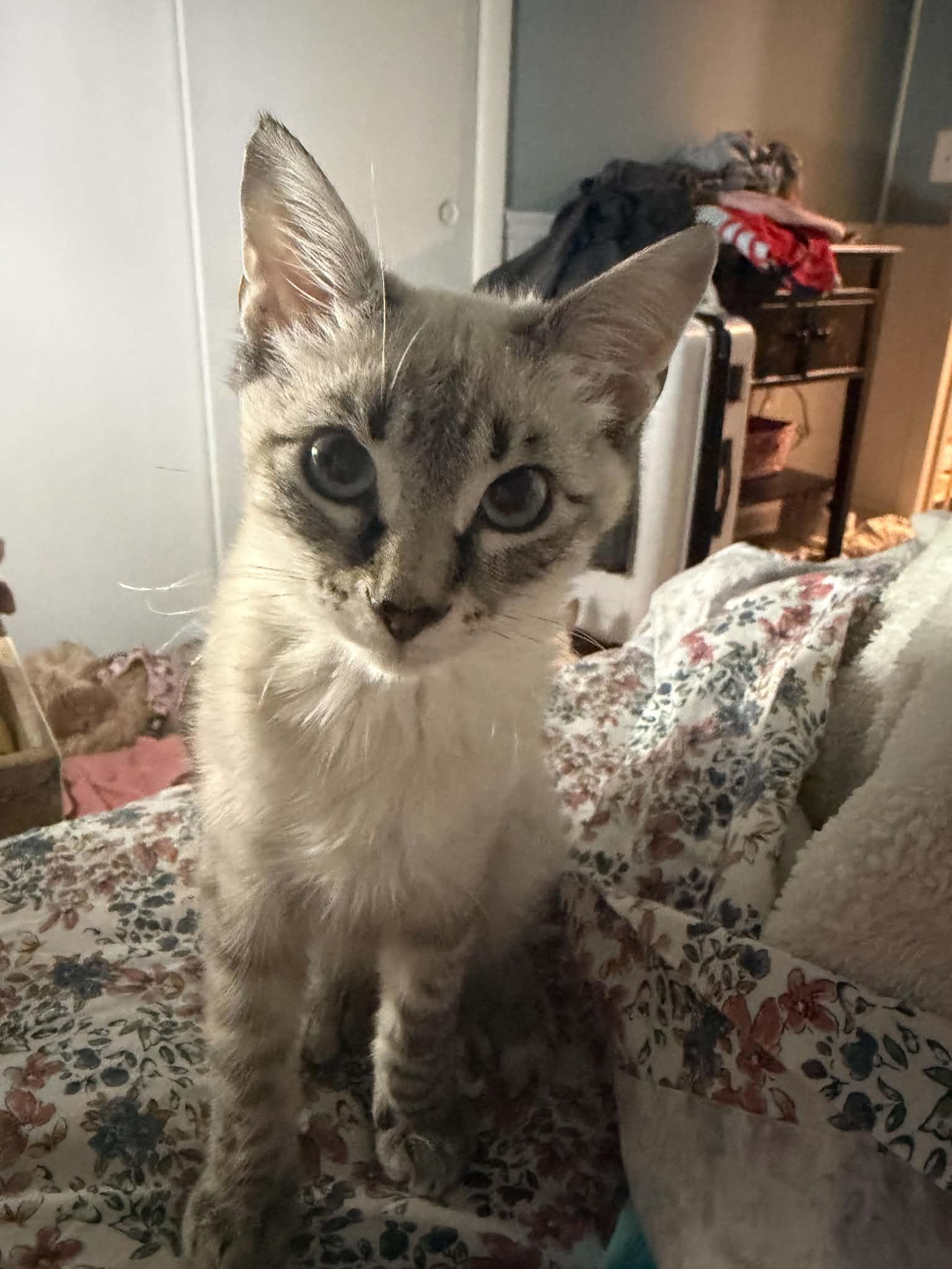 Enlarge Cowboy Crumb Catcher, a Adoptable Siamese in Stephens City, VA image 2/3