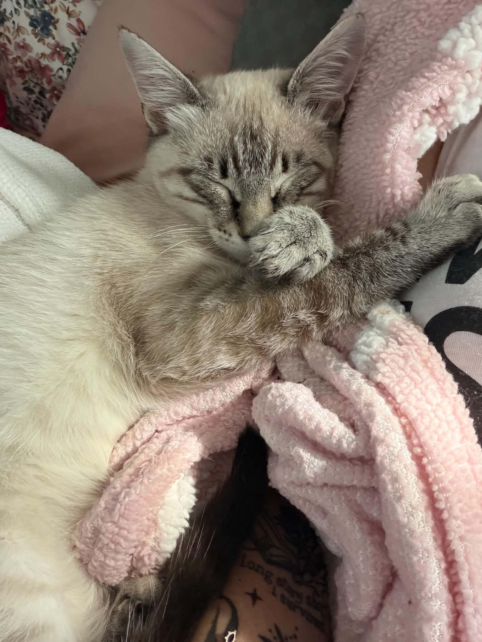 Enlarge Cowboy Crumb Catcher, a Adoptable Siamese in Stephens City, VA image 3/3