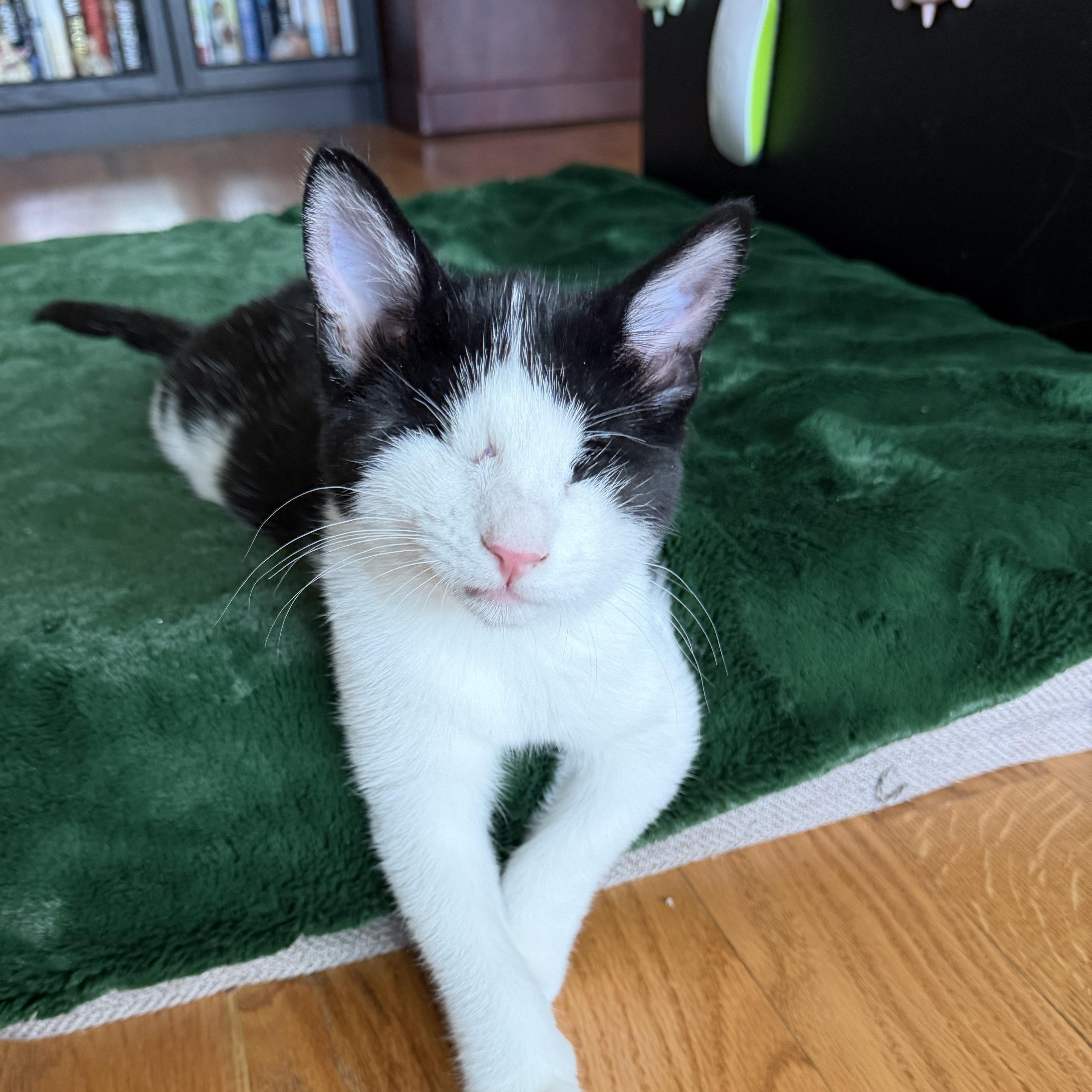 Enlarge Rika, a Adoptable mixed breed in Midvale, UT image 2/6