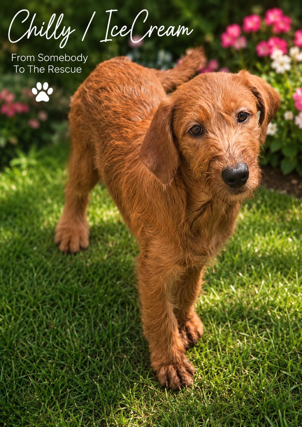 Chilly or IceCream, a ADOPTABLE Mixed Breed in Corinth, MS image 2/2
