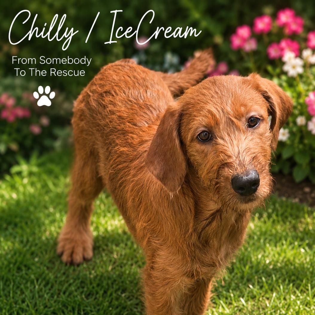Chilly or IceCream, a ADOPTABLE Mixed Breed in Corinth, MS image 1/2