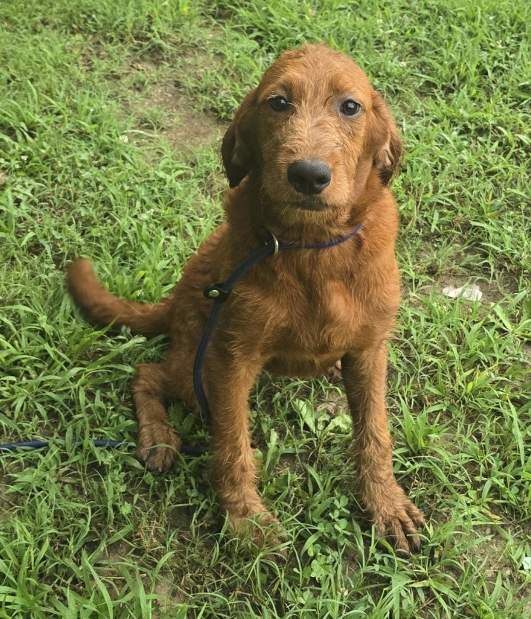 Chilly or IceCream, a ADOPTABLE Mixed Breed in Corinth, MS image 3/5