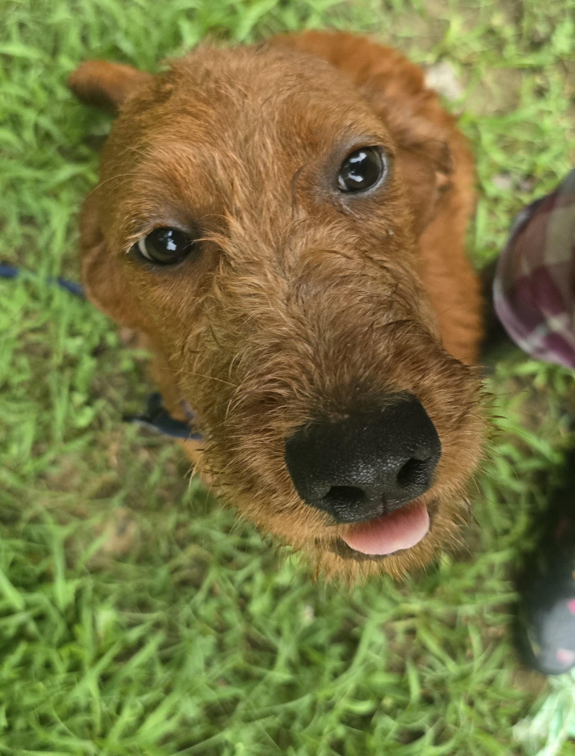Chilly or IceCream, a ADOPTABLE Mixed Breed in Corinth, MS image 5/5