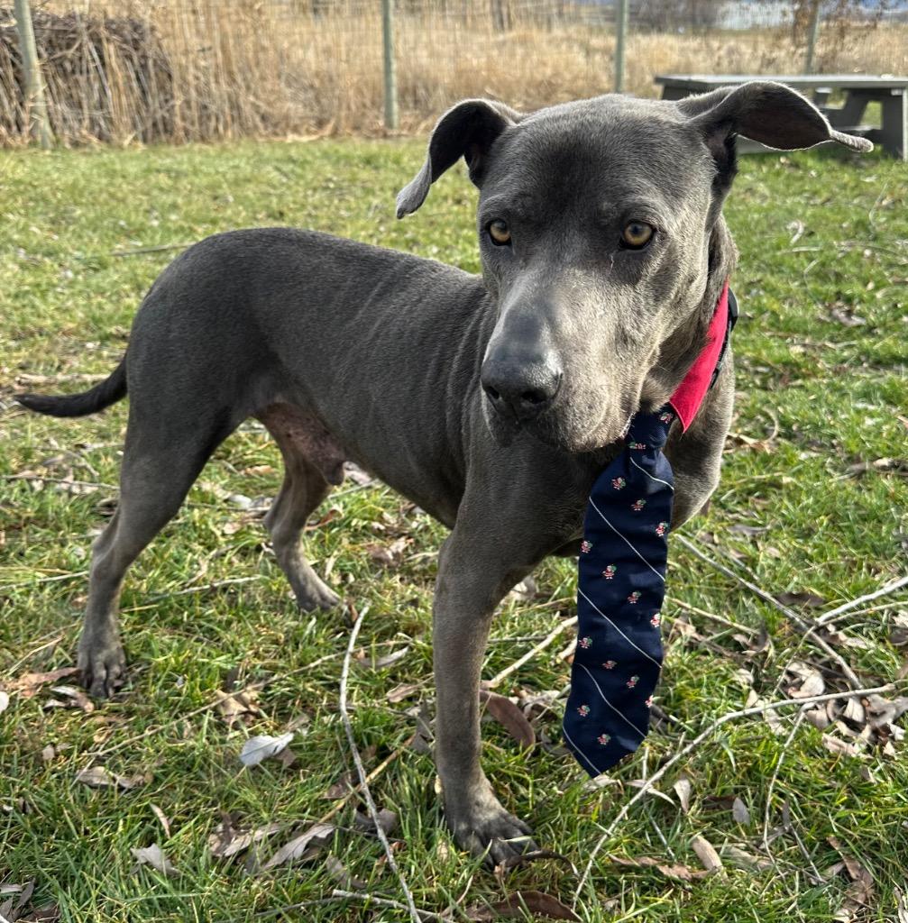 Enlarge Fred, a Adopted mixed breed in Logan, UT image 1/4
