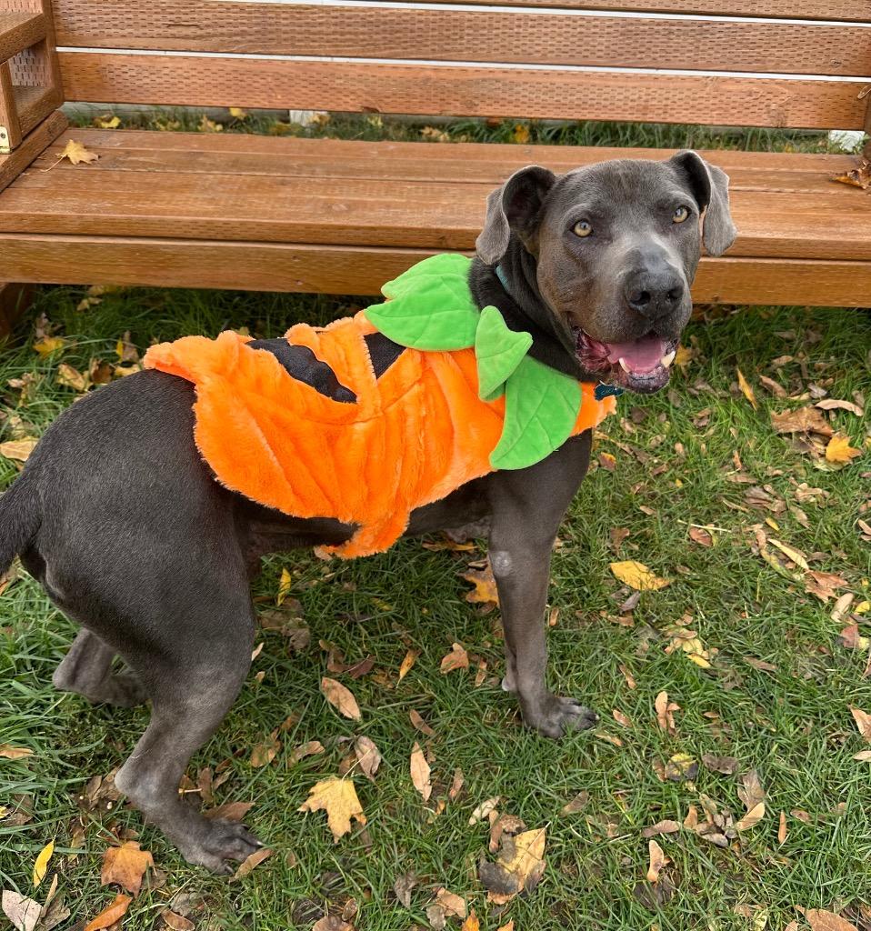 Fred, a Adoptable mixed breed in Logan, UT image 1/6