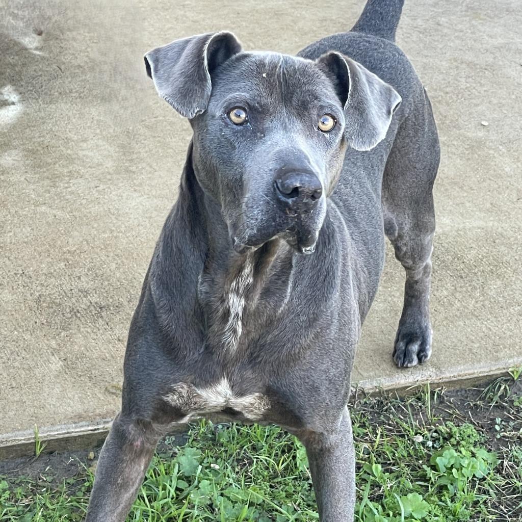 Fred, a Adoptable mixed breed in Logan, UT image 2/6
