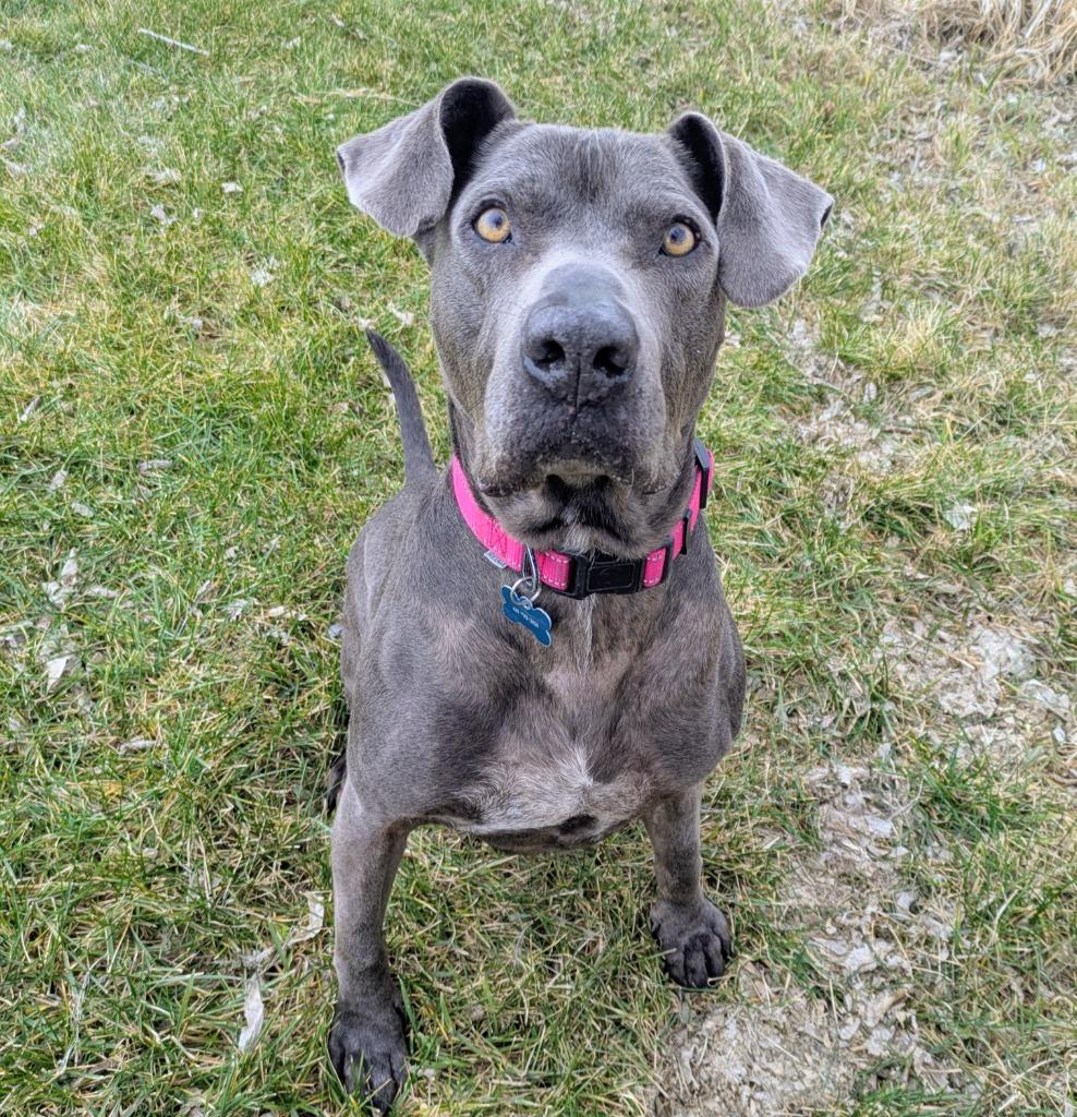 Enlarge Fred, a Adopted mixed breed in Logan, UT image 3/4