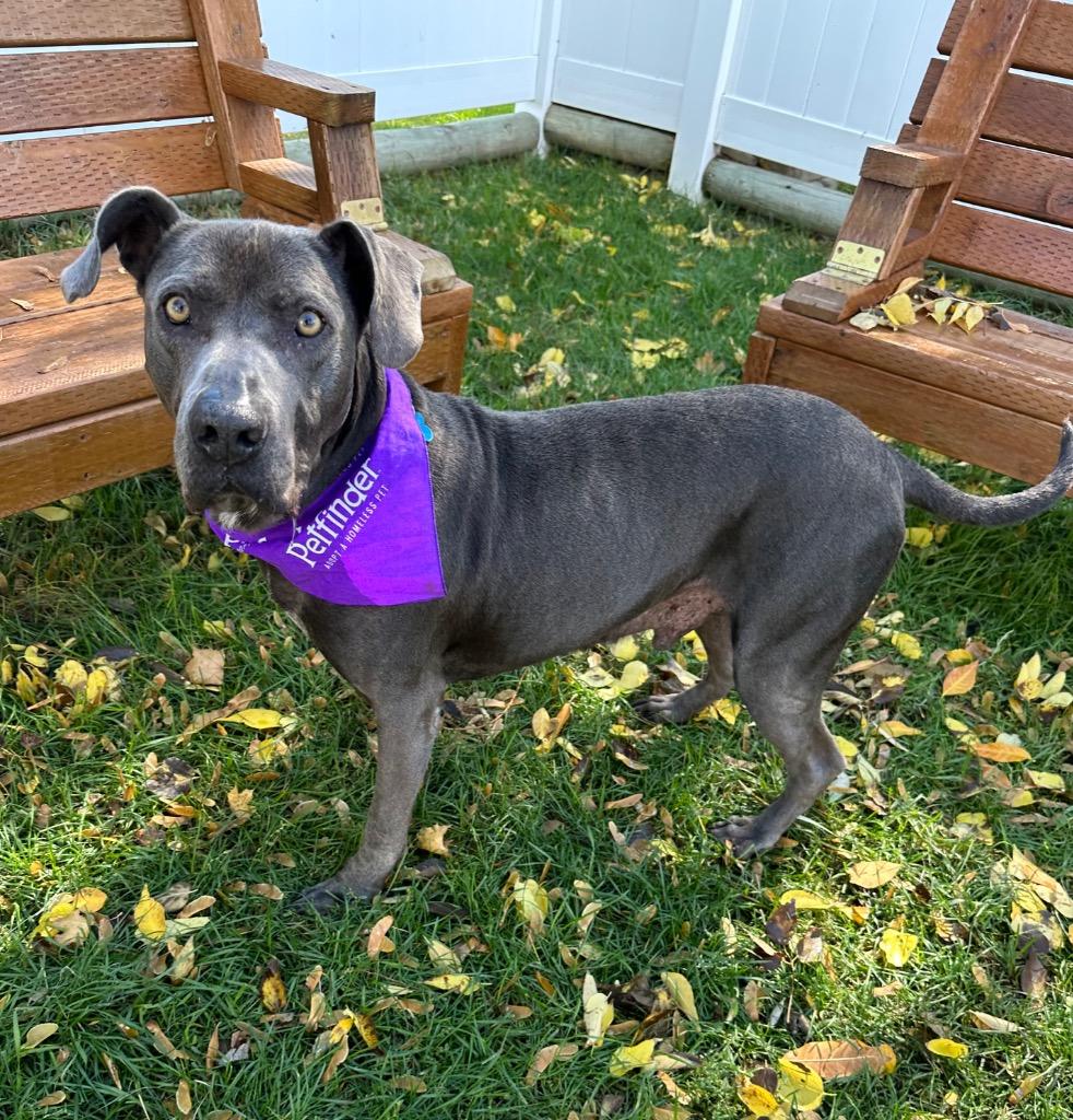 Fred, a Adoptable mixed breed in Logan, UT image 3/6