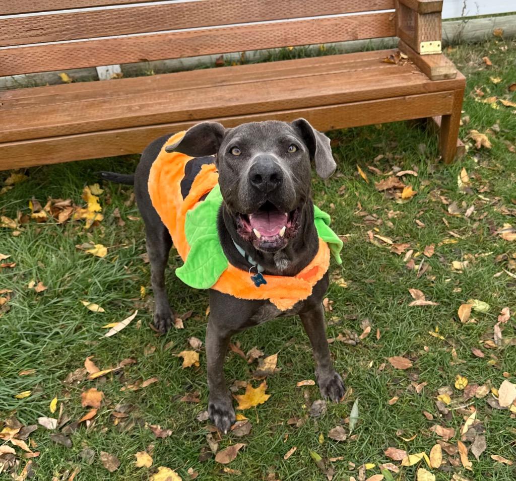 Fred, a Adoptable mixed breed in Logan, UT image 4/6