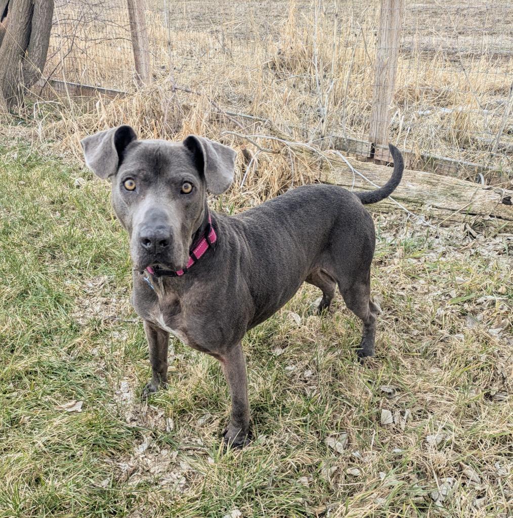 Enlarge Fred, a Adopted mixed breed in Logan, UT image 4/4