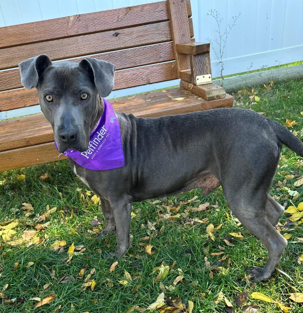 Fred, a Adoptable mixed breed in Logan, UT image 5/6