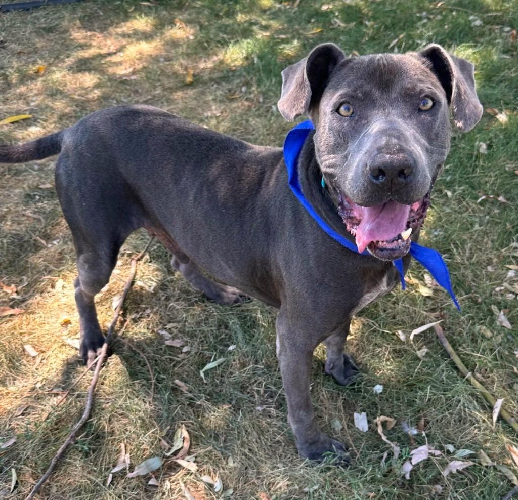 Fred, a Adoptable mixed breed in Logan, UT image 6/6