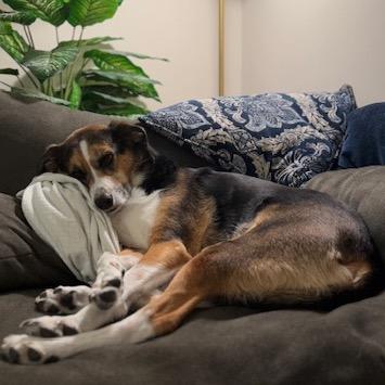 Willow ( Ruby Pup) — thumbnail 2