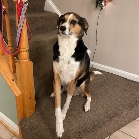 Willow ( Ruby Pup) — thumbnail 3