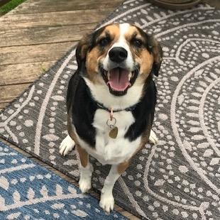 Willow ( Ruby Pup) — thumbnail 4