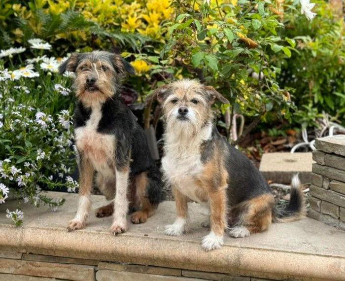 Gracie (bonded with Rocco), Adopted, Adult Female Terrier.