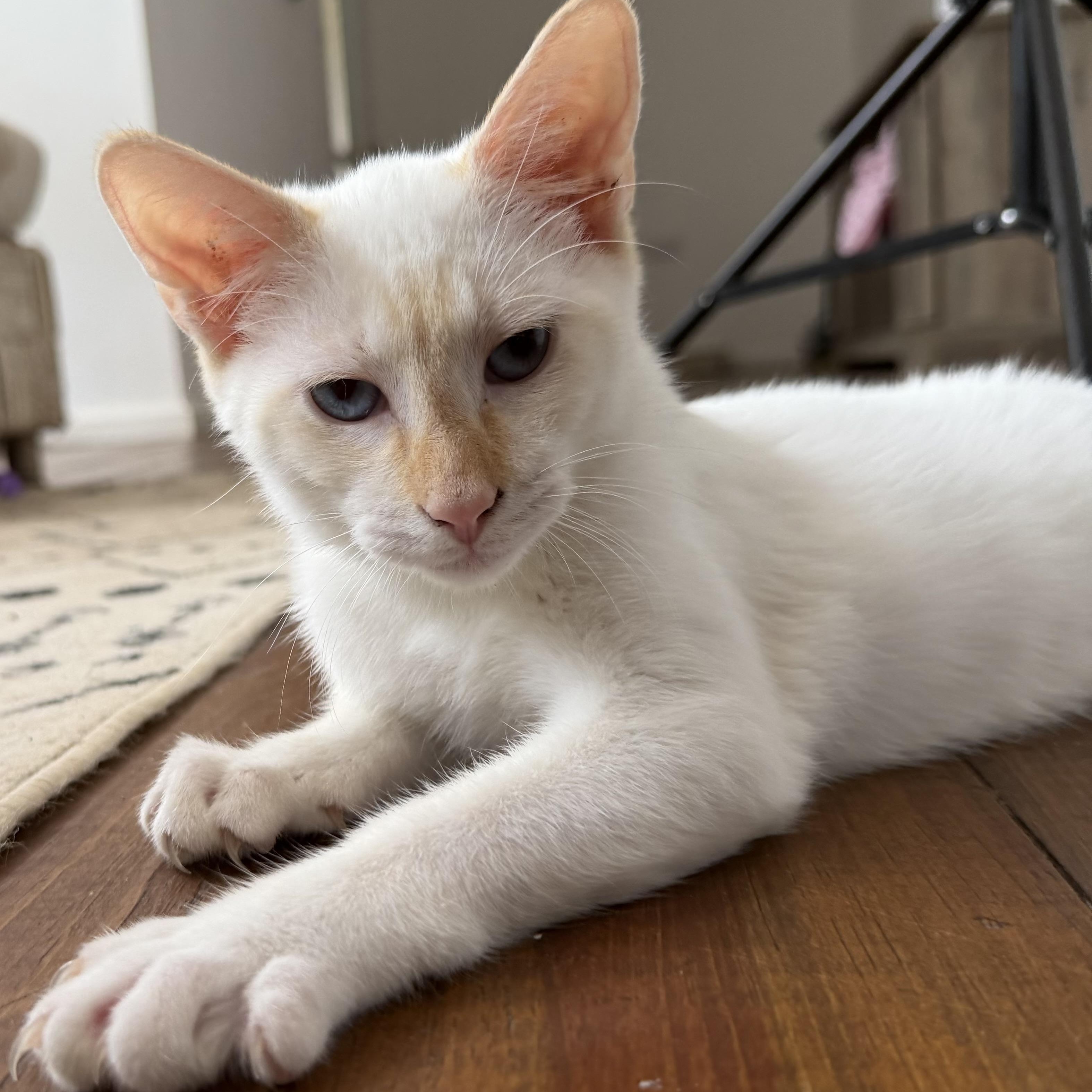 Blue, ADOPTABLE, Young Male Domestic Short Hair.