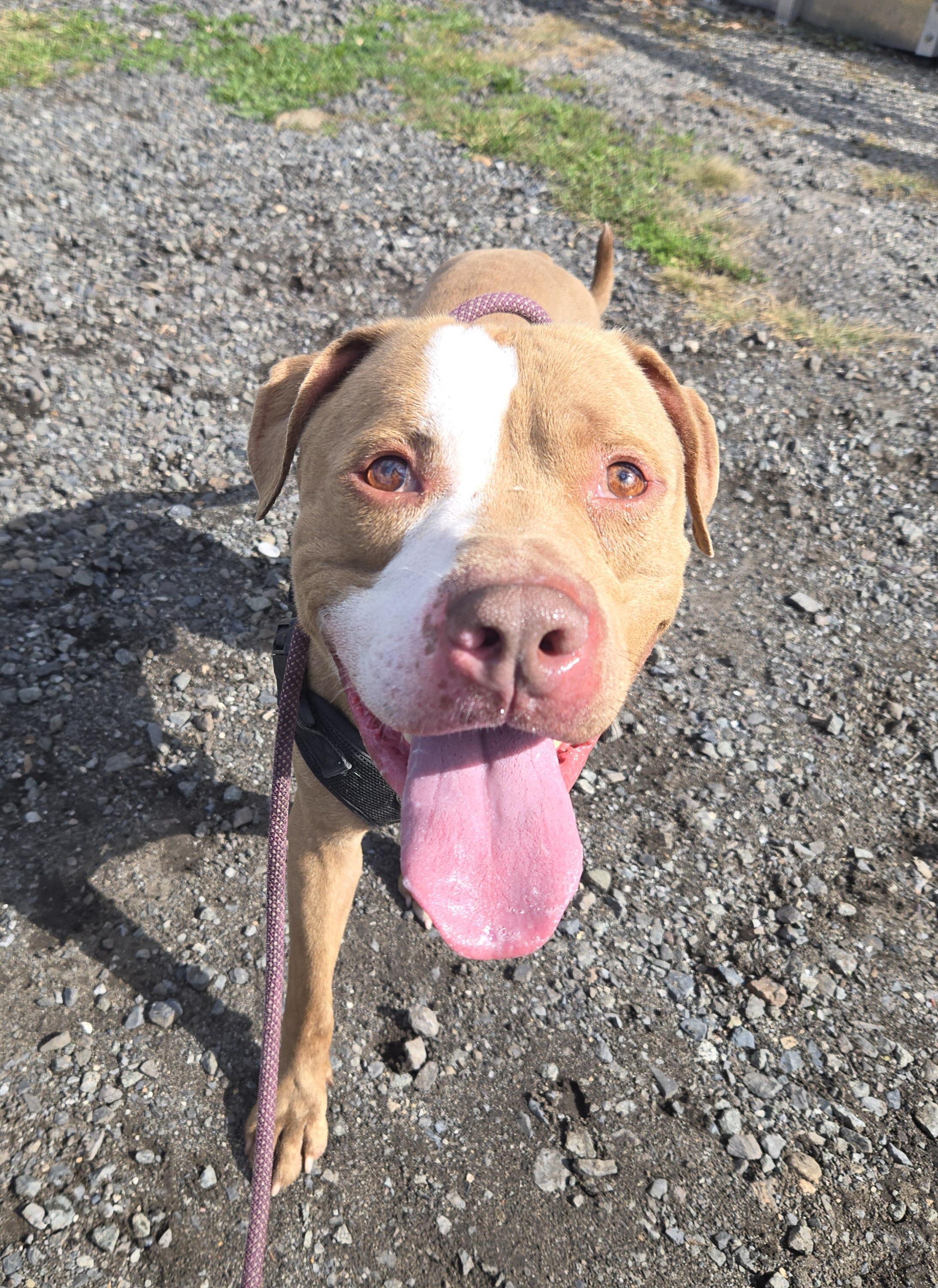 Statham, Adoptable, Adult Male Pit Bull Terrier.