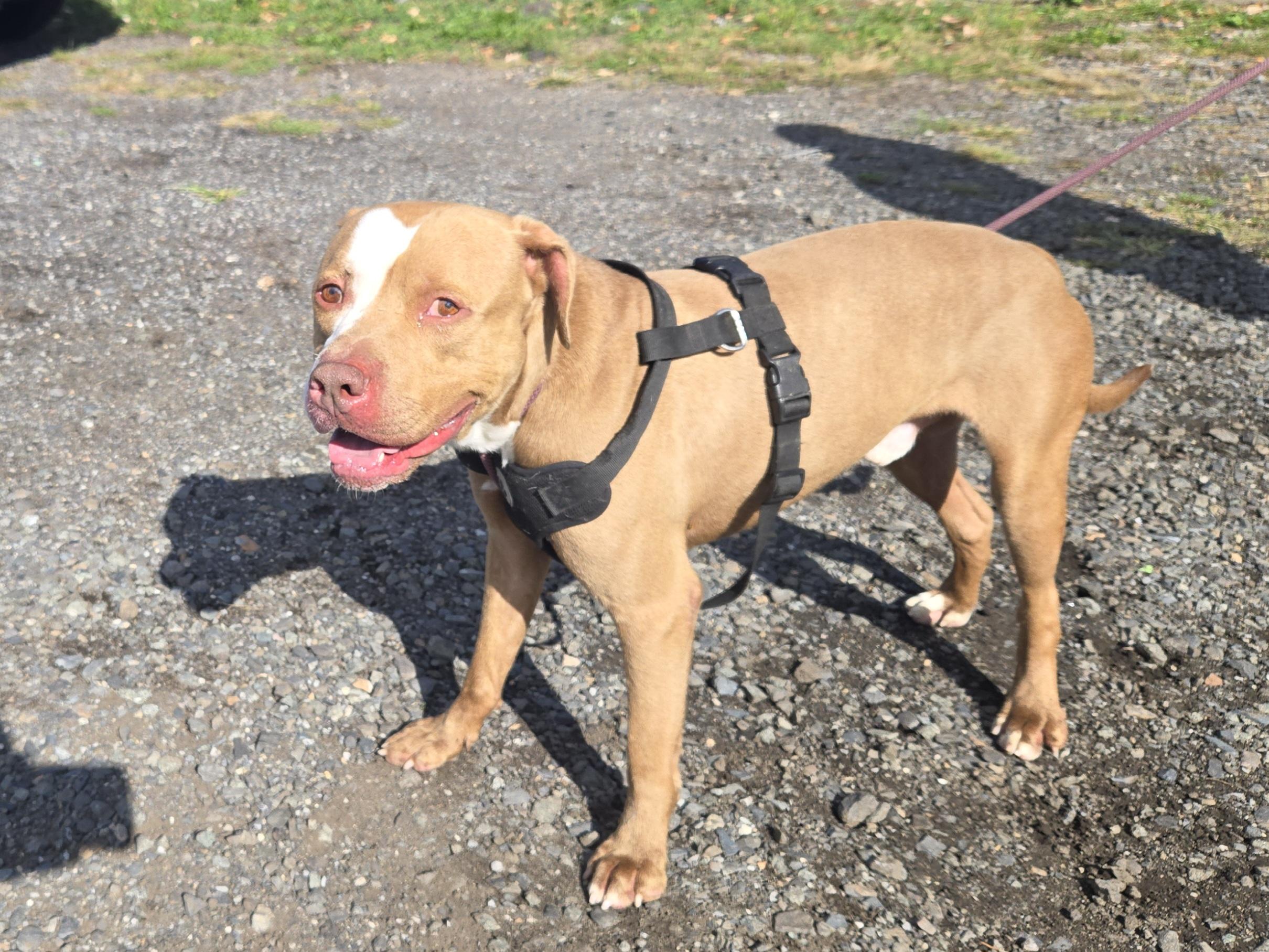 Enlarge Statham, a Adoptable mixed breed in Trenton, NJ image 2/4