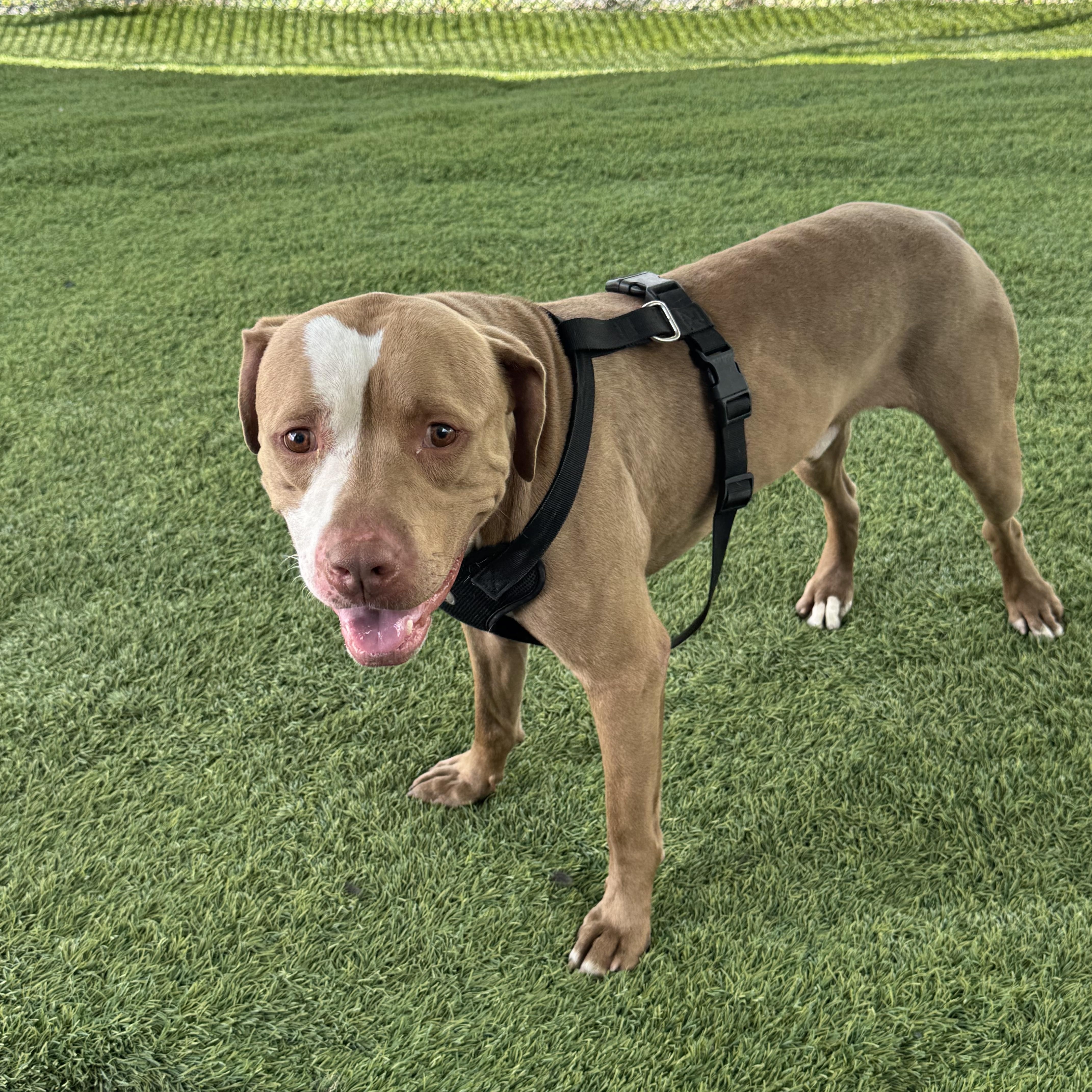 Enlarge Statham, a Adoptable mixed breed in Trenton, NJ image 3/4