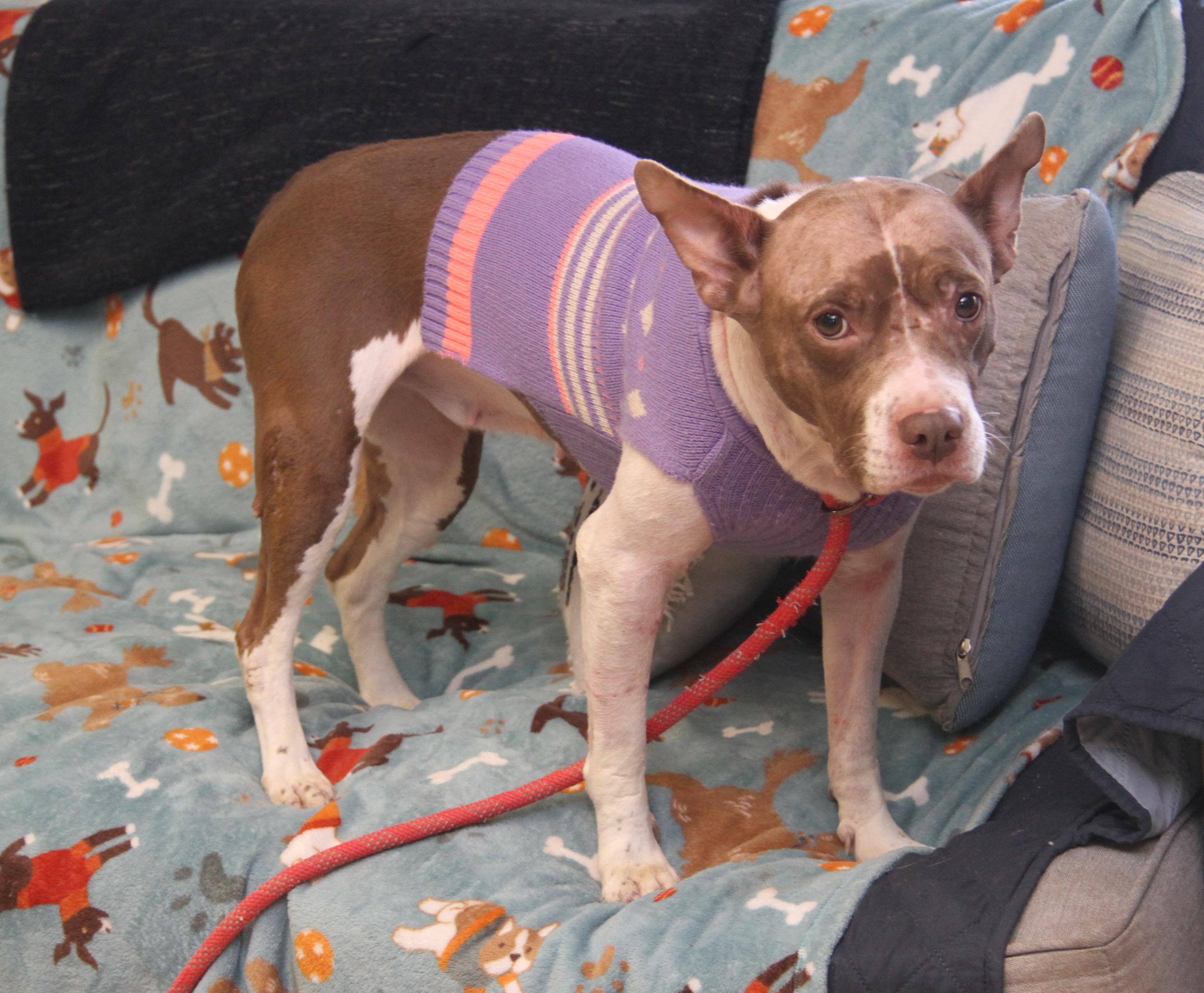 Zoey (Photos 11/5/2025)