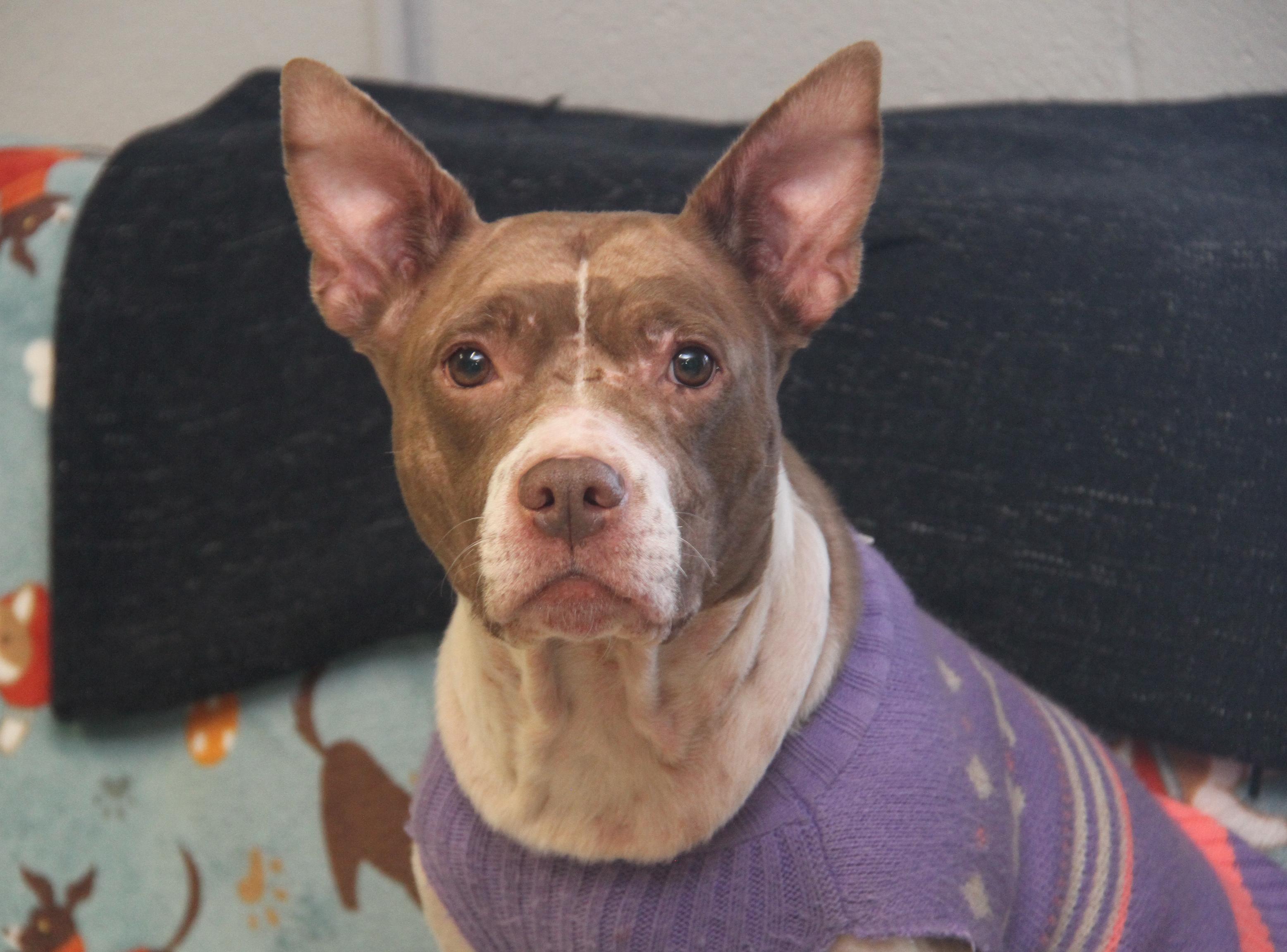 Zoey (Photos 11/5/2025)