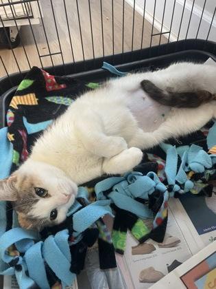 Moon, Adoptable, Adult Female Domestic Short Hair & Domestic Short Hair.